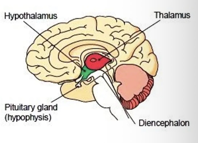<ol><li><p>Thalamus</p></li><li><p>Hypothalamus</p></li></ol><p></p>