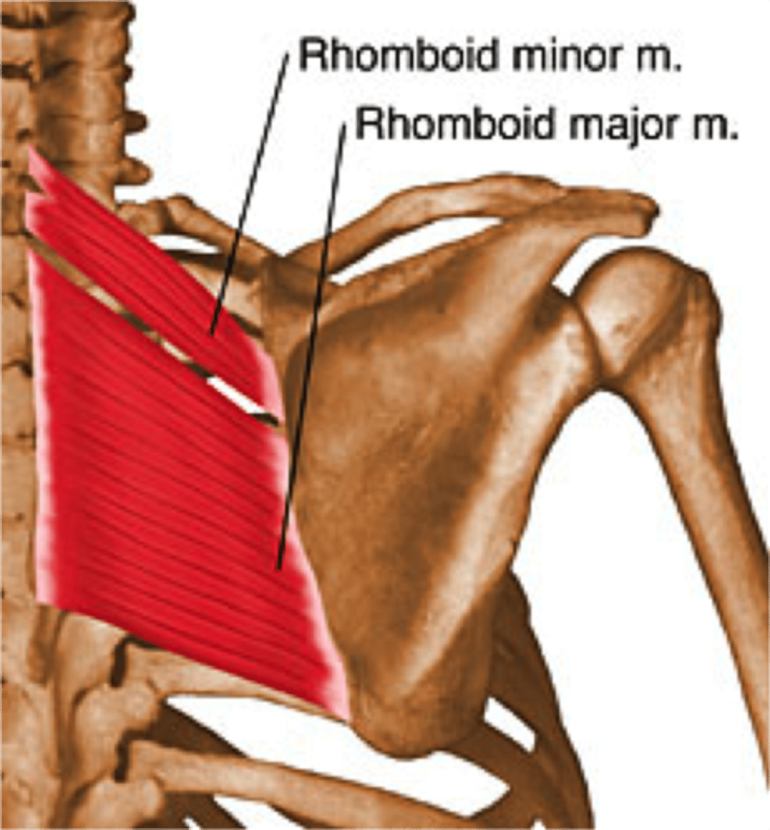 <p>Origin: c7-t5 vertebrae</p><p>Insertion: medial border of scapula</p><p>Action: elevate scapula</p>