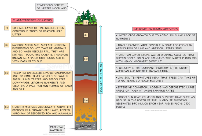 <p><strong>Podzols</strong> are mature soils that take between 3000 and 5000 years to develop. They have clearly defined horizons and are found in places with high precipitation and cool temperatures.</p><p>- they occupy almost 4% of the total continental land area, such as in Scandinavia, Russia, Canada, South America, Australia, and Indonesia</p><p>- mix of dark and ash-grey horizons, sometimes with red iron compounds</p><p>- low pH</p><p>- evergreen trees grow well and deposit litter throughout the year</p><p>- nutrients stored for a long time in the O and A horizons</p><p>    - cool temperatures mean a low rate of decomposition</p><p>- Severe leaching occurs between A and E horizons (zone of eluviation)</p><p>- podzols are low in nutrients and very acidic, making them unsuitable for arable farming</p><p>- instead, podzols can be used for forestry, recreation, or extensive grazing</p>