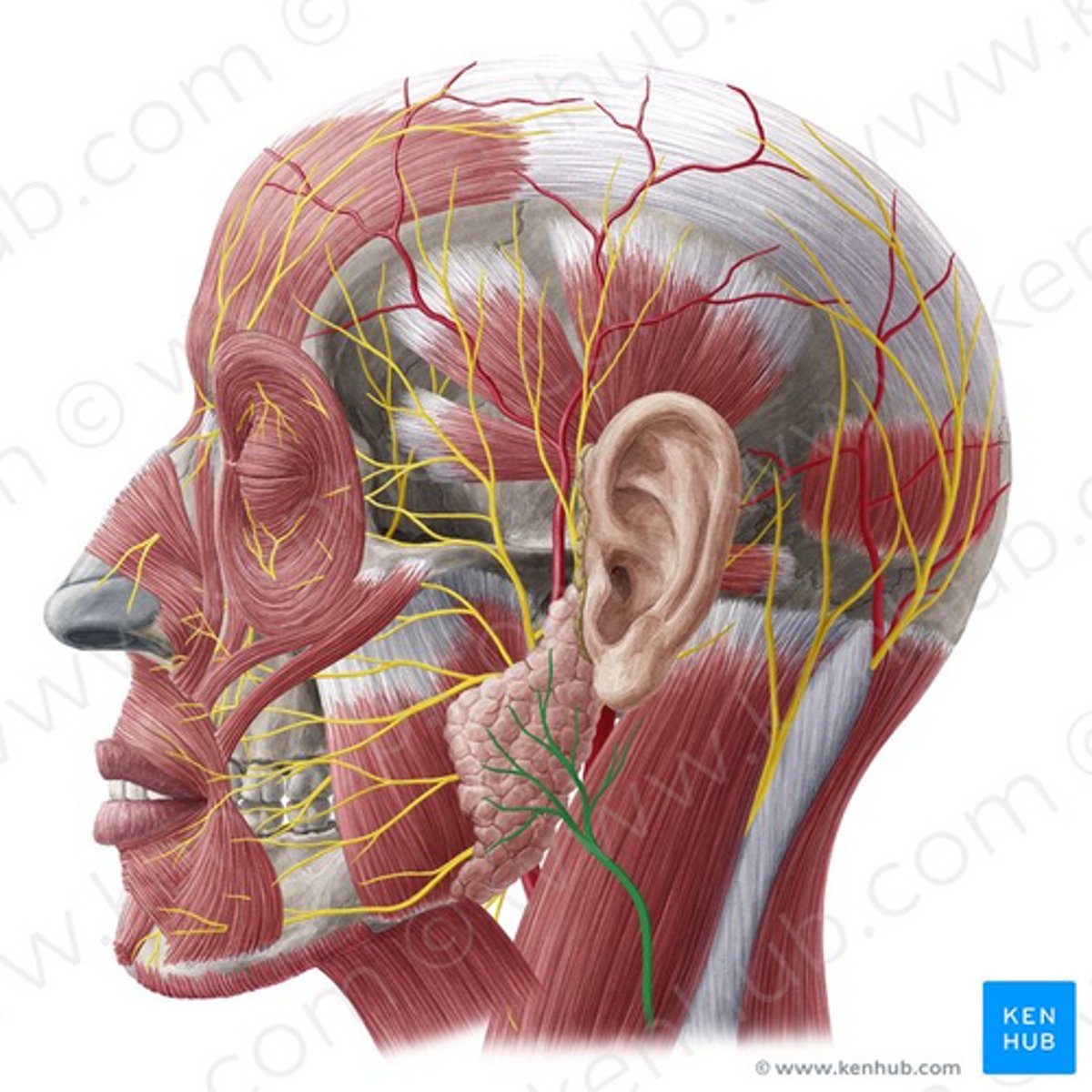 knowt flashcard image