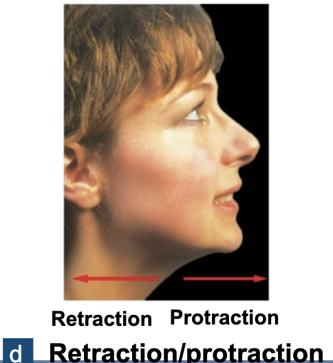 <p>Protraction vs. Retraction (Special Movements)</p>