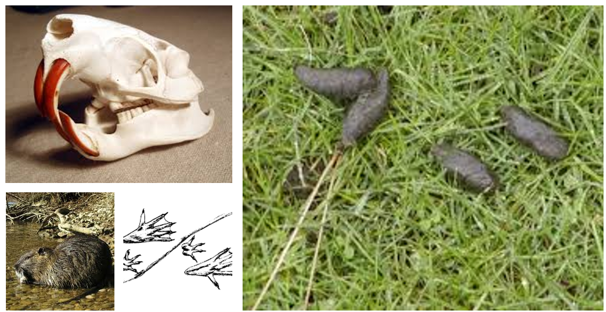 <p><span>5-toed, webbed hind feet, smaller 4-toed, unwebbed front feet, rat-like tail dragging between the footprints, dark green, brown, or black, cylindrical droppings</span></p>