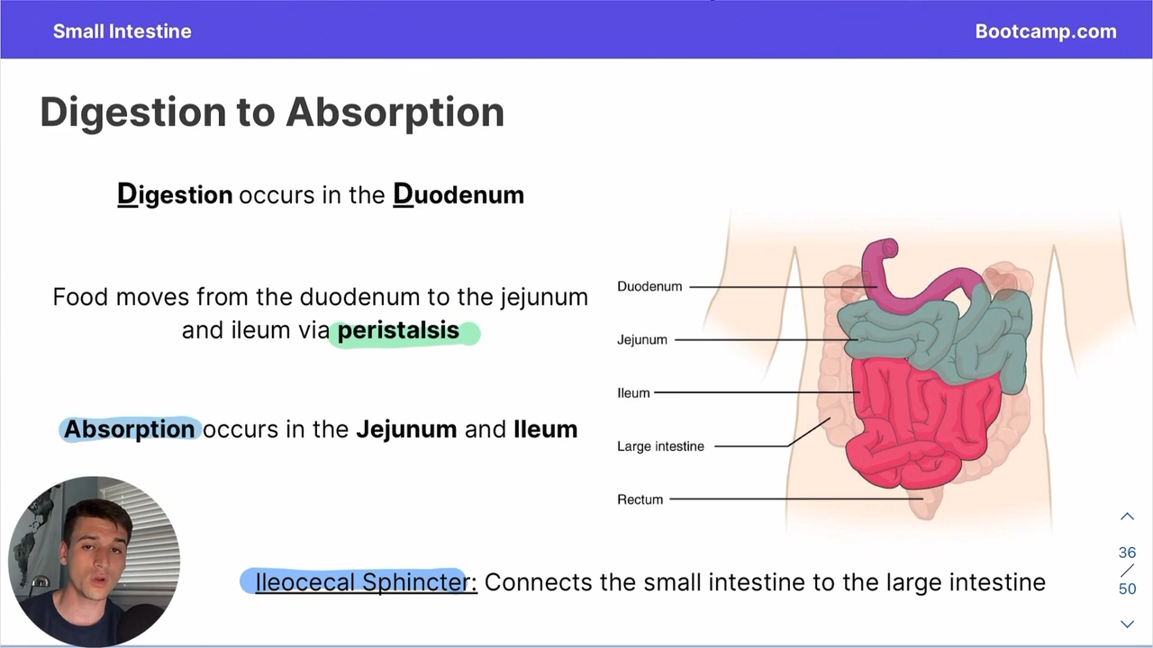 <p>it connects the illeum of the small intestine to the cecum of the large intestine </p>