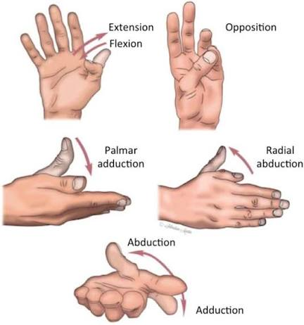 <p>Movements of Thumb (Pollex)</p>