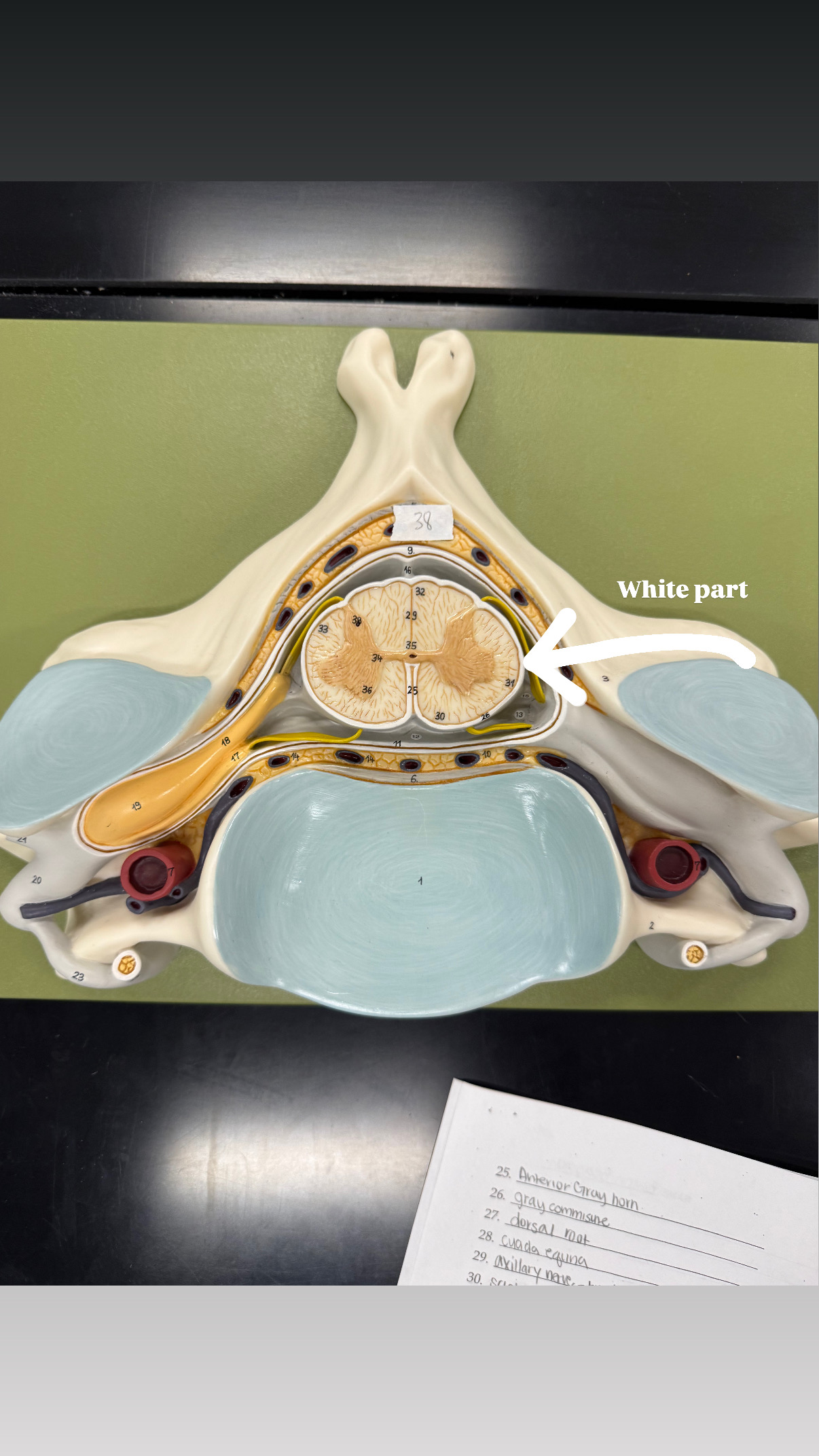 <p>part of the white section, middle part</p>
