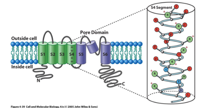<ul><li><p>four subunit</p></li><li><p>each subunits contain six transmembrane helices (S1-S6) and pore domain (P segement) which is a partial helix </p></li><li><p>grouped into two functionally distinct domains</p><ul><li><p>A pore domain: including helices S5 and S6 and the P segment. They are homologous to helices 1 and 2 and the P segment of the KcsA channel. The the inner end of S6 forms the gate.</p></li><li><p>A voltage-sensor domain: including helices S1-S4 that senses the voltage across the plasma membrane. S4 is the key element of the sensor.</p><ul><li><p>S4 is positively charged, so when voltage changes it moves the position of S4 </p></li></ul></li></ul></li></ul><p></p>