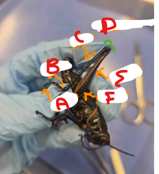 <p>What is structure F</p>