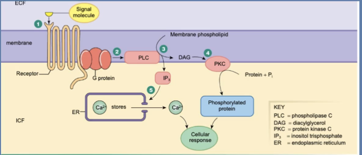 <p>GPCR Pathway for G⍺q:</p><p>G⍺q: activates ___, increases ___, ___ production</p>