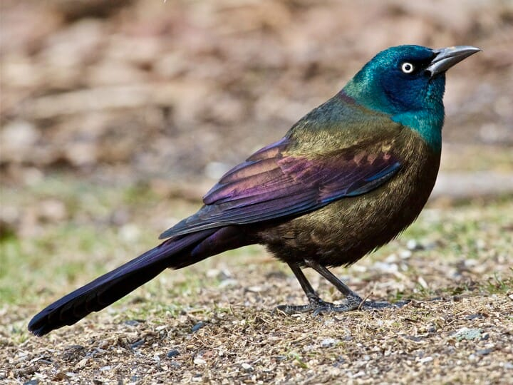 <p>common grackle</p><p>male <br>smaller than Boat-tailed <br>iridescent<br>blue-green w/ purple wing</p>