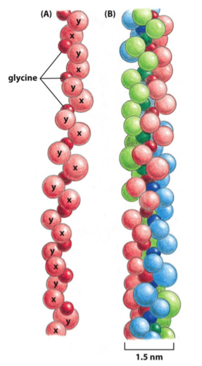 <p>Hvad danner kollagenmolekyler først?</p>