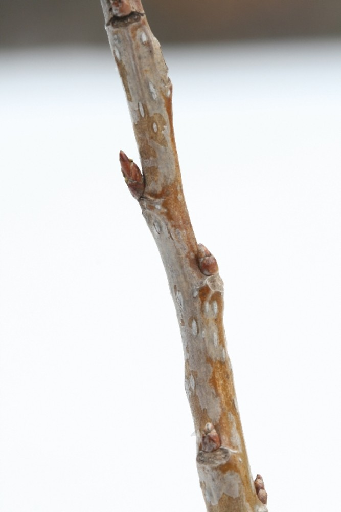 <p>Leaf - alternate, simple, flattened petiole, D-shaped leaf, coarsely crenate/dentate margin, entire at base Buds - lustrous brown resinous (sticky), large 1/2-3/4” long, lateral appressed and tend towards being flattened, terminal with 6-7 visible scales, shiny Twig - stout, yellowish to brown, round, winged on some younger stems Bark - ash-gray, greenish-yellow, becoming thick with flattened to rounded ridges and deep fissures (split or crack in bark) Fruit - dehiscent (splitting or bursting open along a natural seam) 3-4 valved capsule with “cottony” tufted seeds Habit - pyramidal in youth, becoming broad vase shape with age with irregular and ragged appearance</p>