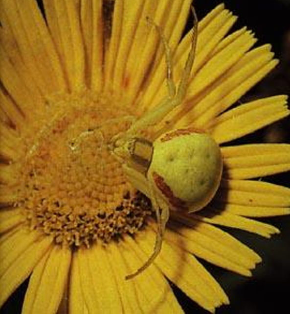 <p>Orde Araneae (spinnen) vb</p>