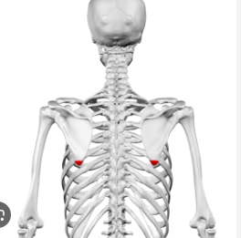 <p>Seat surface to the inferior angle of the scapula</p>