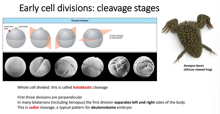 <ul><li><p>most animals undergo <strong>holoblastic </strong>cleavage </p></li><li><p><strong>bilaterians</strong> typically go through <strong>three </strong>initial divisions</p></li><li><p><strong>polar bodies </strong>(small cells with a discarded nucleus) determine the top</p></li><li><p><strong>radial </strong>cleavage is seen in <strong>deuterostomes</strong>, where the three divisions are <strong>perpendicular</strong></p></li><li><p><strong>spiral</strong> cleavage is often seen in <strong>protostomes </strong>(ecydosozoa + lophotrochozoa)- the third division is <strong>twisted</strong>, and the divisions may be <strong>equal </strong>or <strong>unequal</strong>, to produce different cells</p></li><li><p>some species, eg. teleost fish, undergo <strong>teleoblastic </strong>(instead of holoblastic) cleavage, where cleavage is restricted to just part of the egg due to a <strong>high amount of yolk</strong></p></li></ul><p></p>