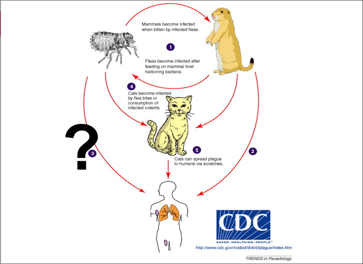 <p>How is CSD transmitted? </p>