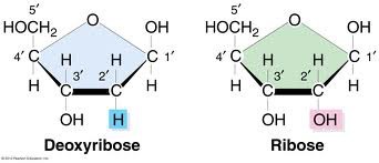 <p><span><span>Deoxyribose has less oxygen</span></span></p>