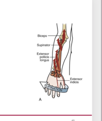 <p>primary supinators</p><p>supinator</p><p>biceps brachii</p><p>secondary supinators</p><p>•Extensor pollicis longus</p><p>•Extensor indicis</p><p>•Brachioradialis (from a pronated position)</p>