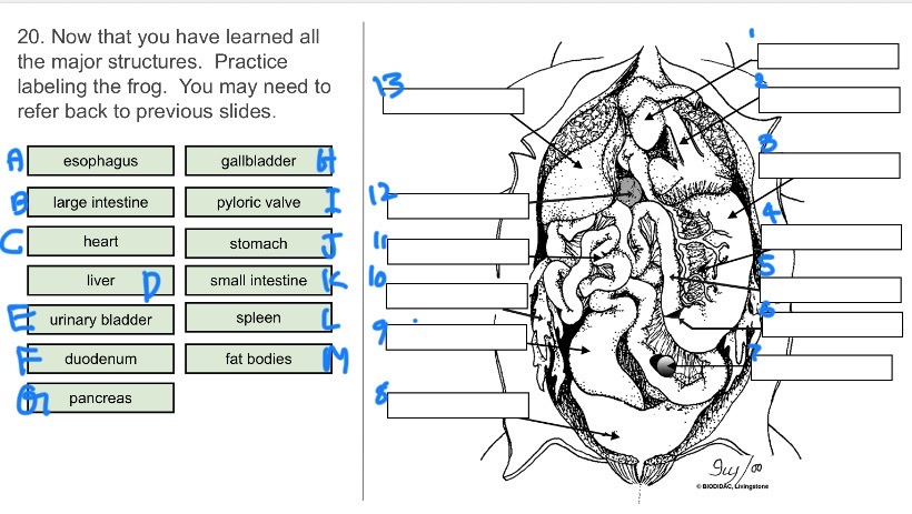 <p>Where is J located on the picture?</p>