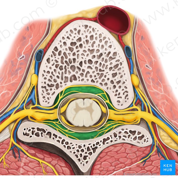 <p>dura feletti üreg (Agy: potenciális tér, Gerinc: zsír+plexus venosus vertebralis internus)</p>