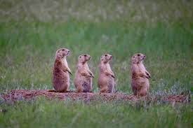 <p>Black-tailed Prairie Dog (Cynomys ludovicianus)</p>