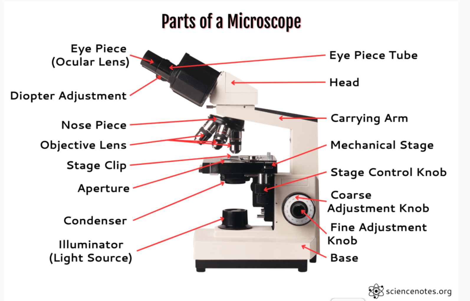 <p>Eye Piece (Ocular Lens)</p><p>Diopter Adjustment</p><p>Eye Piece Tube</p><p>Head</p><p>Nose Piece</p><p>Objective Lens (40x [4x objective], 100x [10x objective], 400x [40x objective], 1000x [100x oil objective])</p><p>Stage Clip</p><p>Mechanical Stage</p><p>Stage Control Knob</p><p>Aperture</p><p>Condenser</p><p>Illuminator (Light Source)</p><p>Carrying Arm</p><p>Coarse Adjustment Knob</p><p>Fine Adjustment Knob</p><p>Base</p>