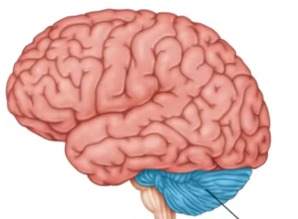 <p><span>Processes information for balance, coordination, fine motor movements, and joint position. Located in the back of and below the cerebrum, and connected to the brainstem via three cerebellar peduncles (superior, middle, and inferior). </span></p>