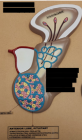 <p>Label this image from top to bottom.</p>