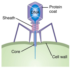 <p>Viruses that specifically infect bacteria.</p><p>are viruses of bacteria</p>