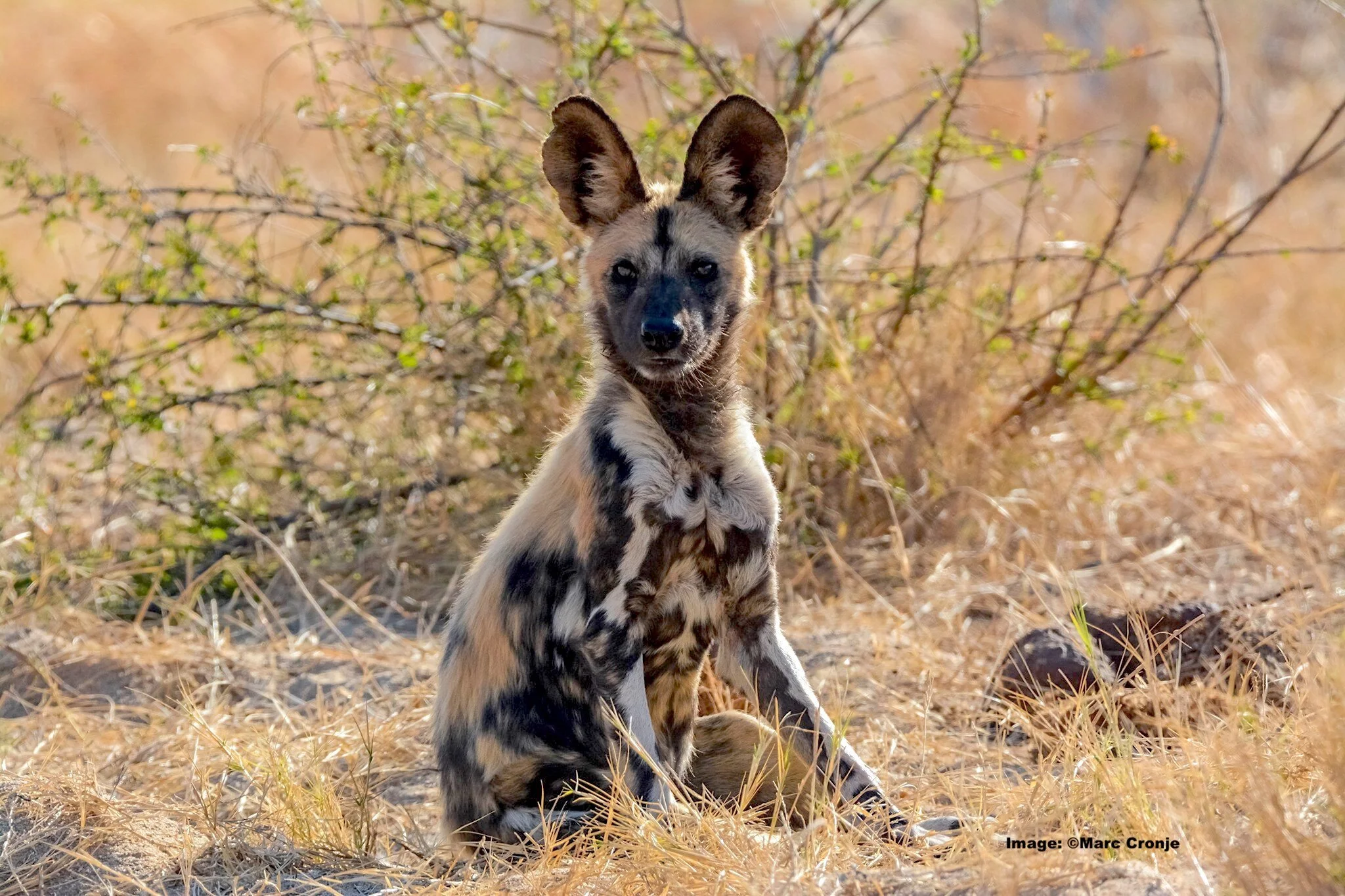 <p>Common Name: African Painted Dog</p><p>Order: Carnivora</p><p>Family: Canidae </p>