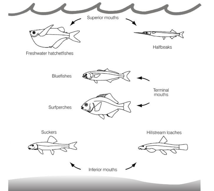 <p>superior: hatchetfish, halfbeaks (at the top)</p><p>terminal: bluefish, surfperch (in the middle)</p><p>inferior: suckers, hillstream loaches (at the bottom)</p>