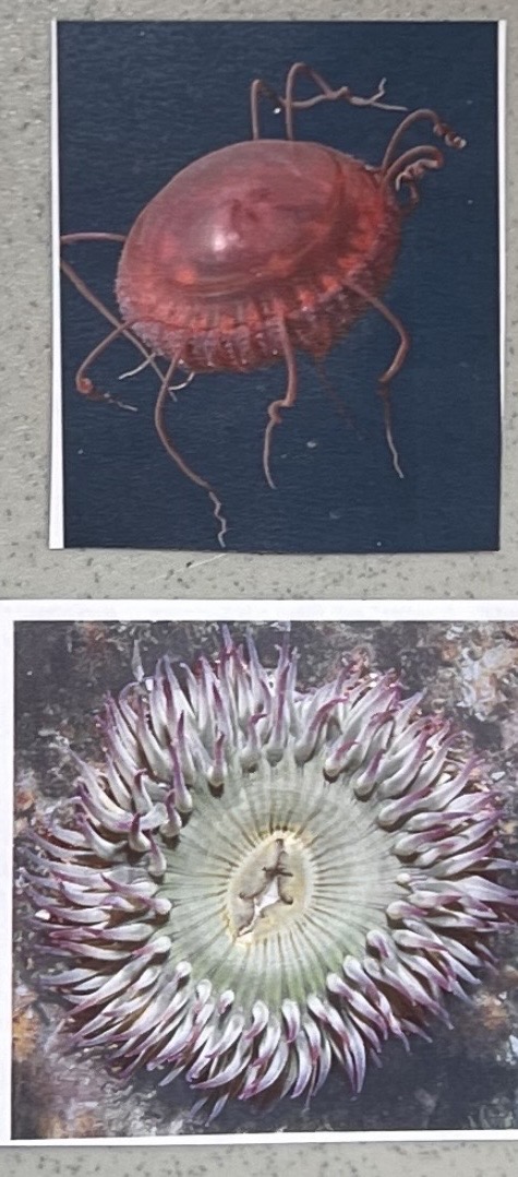 <p>Phylum: Cnidaria </p>