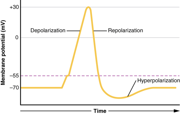 <p>Why is alpha high at the peak of an action potential?</p>