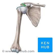 <p>Attachments</p><ul><li><p><span style="background-color: transparent; font-family: "Times New Roman", serif;">Spans coracoacromial arch</span></p></li></ul><p>Functions</p><ul><li><p><span style="background-color: transparent; font-family: "Times New Roman", serif;">Roof over the joint providing superior stability</span></p></li></ul><p></p>