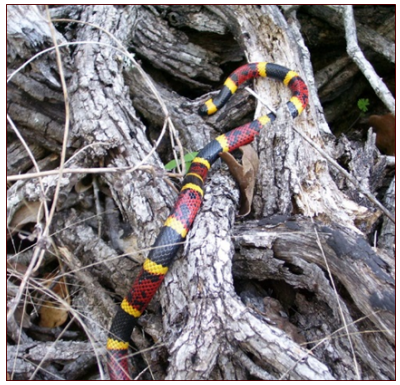 <p>venomous (red touches yellow)</p>