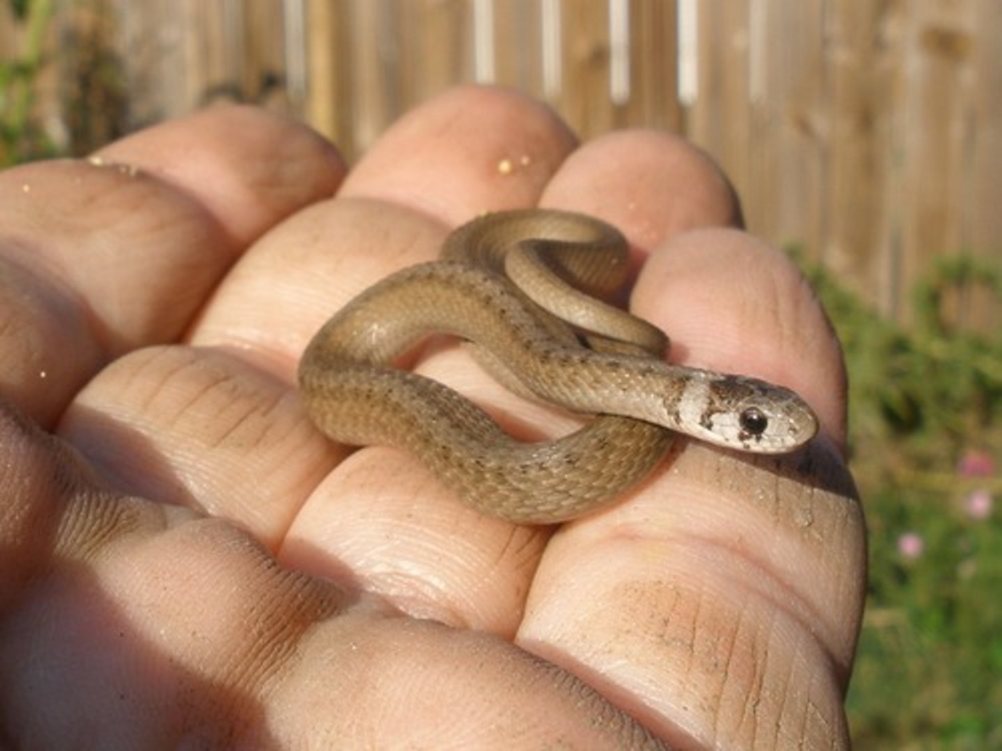 <p>to touch a snake</p>