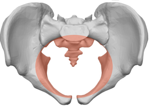 <p>What landmark within <strong>Pelvis </strong></p>