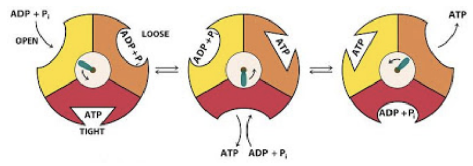 <p>(1) Proton flow to the stroma turns the rotor</p><p>(2) ATP synthase head has 3 subunits that each consist of an alpha and beta subunit, where ADP + Pi bind to an active site</p><p>(3) Rotation of the central stalk changes the conformation of the proteins in the head → phosphorylates ADP to ATP</p><p>(4) ATP is released, and the process is repeated</p>