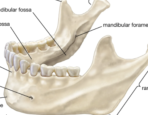 <p>shark fin shape in the front </p>