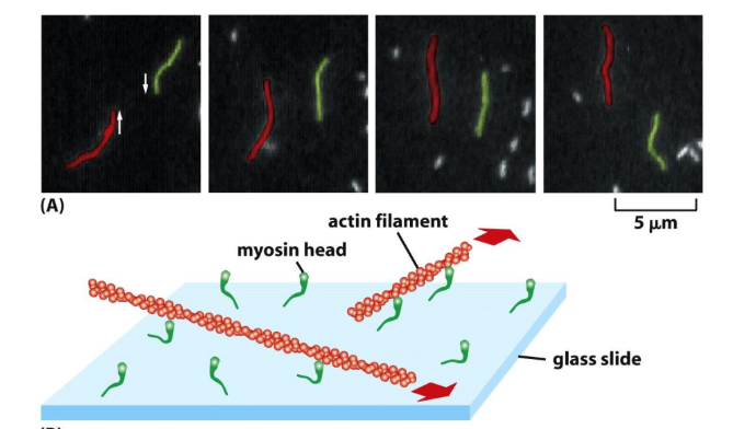 <p>Actin filament sliding assay = demonstrate motor function of Myosin</p><ul><li><p>Myosin molecules stuck to glass (tails bound, heads free) </p></li><li><p>Fluorescent actin filaments added (labeled w/ phalloidin) </p><ul><li><p>Filaments stick to Myosin on glass </p></li></ul></li><li><p>ATP </p><ul><li><p>No ATP → myosin binds tightly to actin</p></li><li><p>ATP → myosin moves actin</p></li></ul></li><li><p>Myosin walk to (+) end &amp; are bound to glass</p><ul><li><p>(-) end is leading movement </p></li><li><p>MUST BE BOUND TO @ LEAST 2 MYOSIN (directionality)</p></li></ul></li></ul><p></p><ol><li><p>ATP hydrolysis = coupled to Myosin motility </p></li><li><p>Myosin ATPase activity = actin activated </p><ol><li><p>Actin absent = 4 ATP/hour</p></li><li><p>Actin present = 20 ATP/hour </p><ol><li><p>Ensures myosin = active + using ATP w/ actin presence</p></li></ol></li></ol></li></ol><p></p>