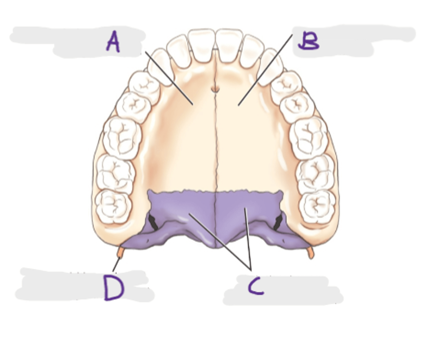<p>A</p>