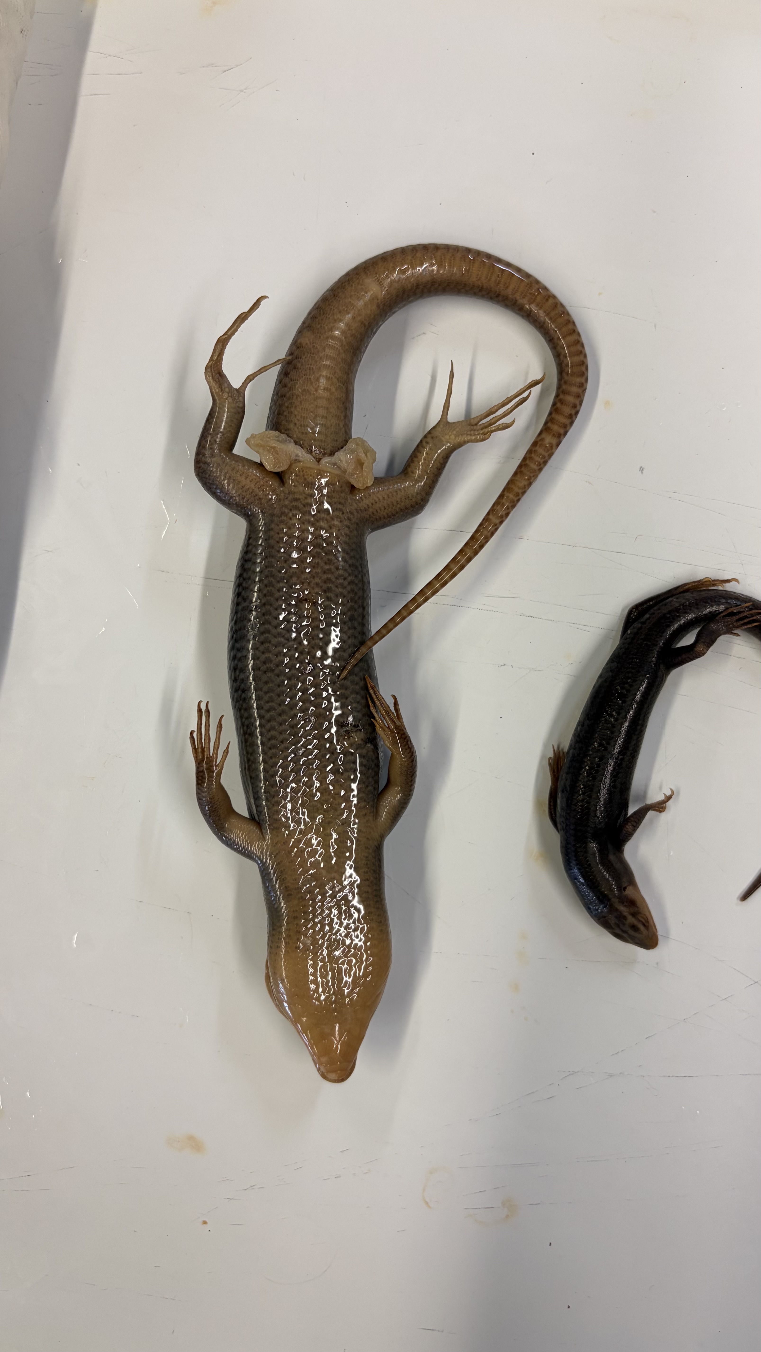 <ul><li><p>Squamata</p><ul><li><p>Scincomorpha</p><ul><li><p>Scincidae</p><ul><li><p><em>Plestiodon latticeps</em></p></li></ul></li></ul></li></ul></li></ul><p></p>