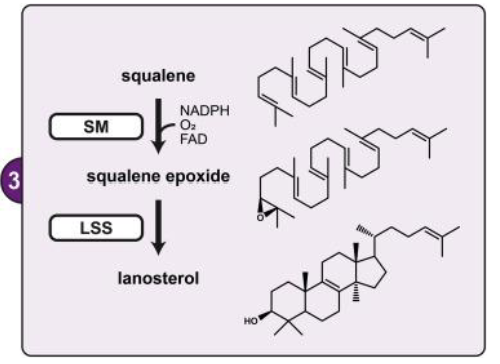 <p><strong>Squalene monooxygenase (SM):</strong></p><ul><li><p>SM is the second rate-controlling step in cholesterol synthesis, introducing an epoxide group onto squalene using <strong>O₂, FAD, and NADPH</strong>. This oxygen later becomes the beta-hydroxyl group in cholesterol.</p></li></ul><p><strong>Regulation by cholesterol-sensitive proteolysis:</strong></p><ul><li><p>SM serves as a flux-controlling enzyme and is regulated by proteolysis sensitive to cholesterol levels, adjusting cholesterol synthesis as needed.</p></li></ul><p><strong>Lanosterol synthase (LSS):</strong></p><ul><li><p>LSS catalyzes the cyclization of squalene epoxide into lanosterol, an essential step involving one of the most complex molecular rearrangements performed by a single enzyme.</p></li></ul><p></p>