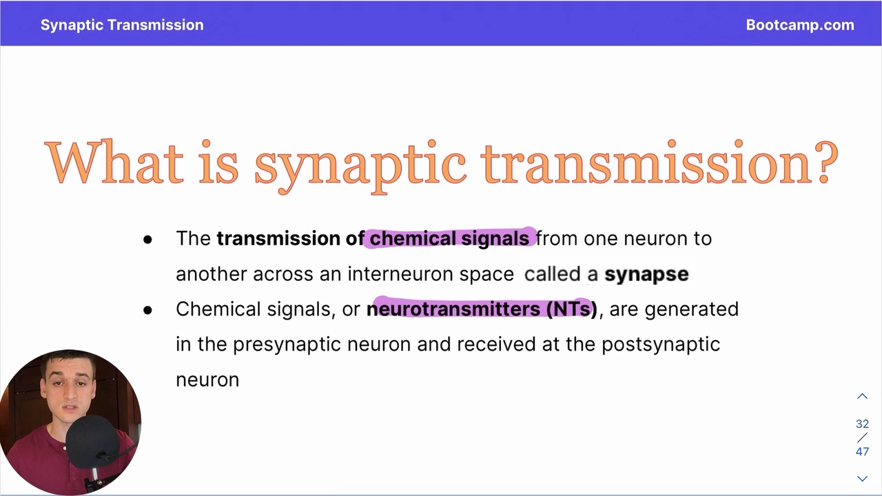 <p>The transmission of chemical signals from one neuron to another across an interneuron space called a synapse using teurotransmitters </p>
