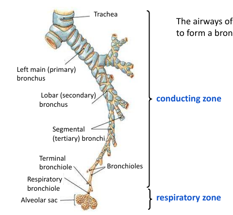 <p>approximately 23 generations of branching forming around 2400 km of airways</p>