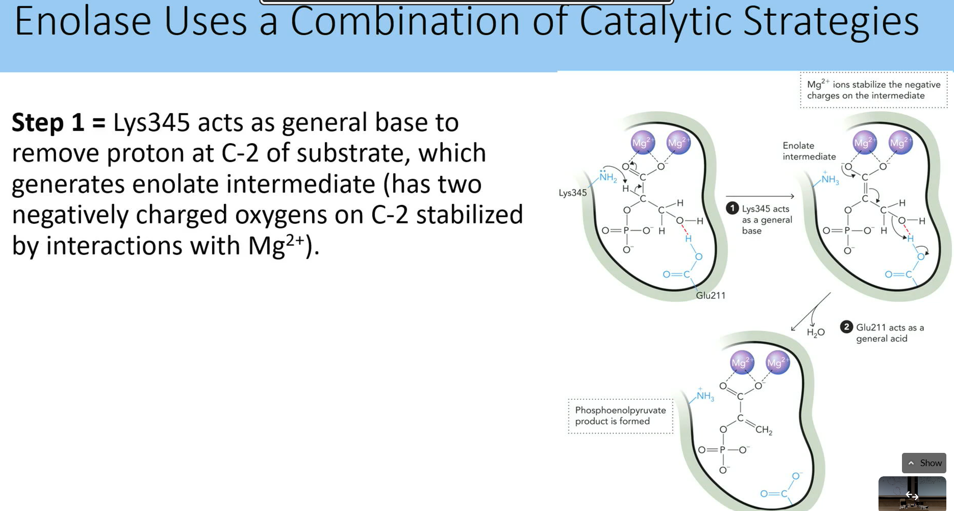 <p>step 1:</p><p>lys345 acts as base to remove proton at C2 of substrate → enolate intermediate</p>