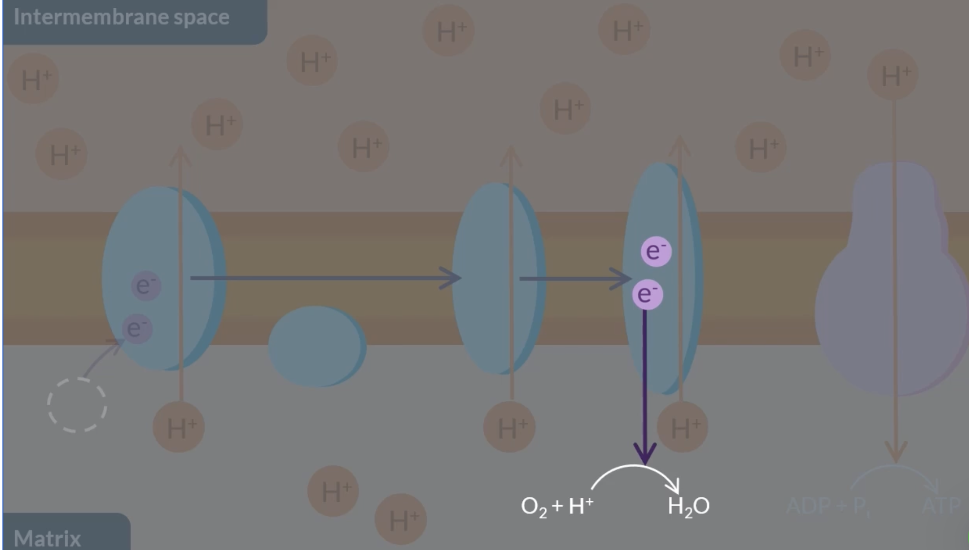 <p>at the final protein in the ETC, oxygen reacts with the electrons in the final protein and with protons in the matrix that haven’t been actively transported yet → forms water. this ensures that the ETC flows continuously </p><p>this occurs during aerobic respiration as it needs oxygen. in this reaction, oxygen is the ‘final electron acceptor’ </p>