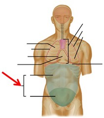 <p>abdominal cavity and pelvic cavity</p>