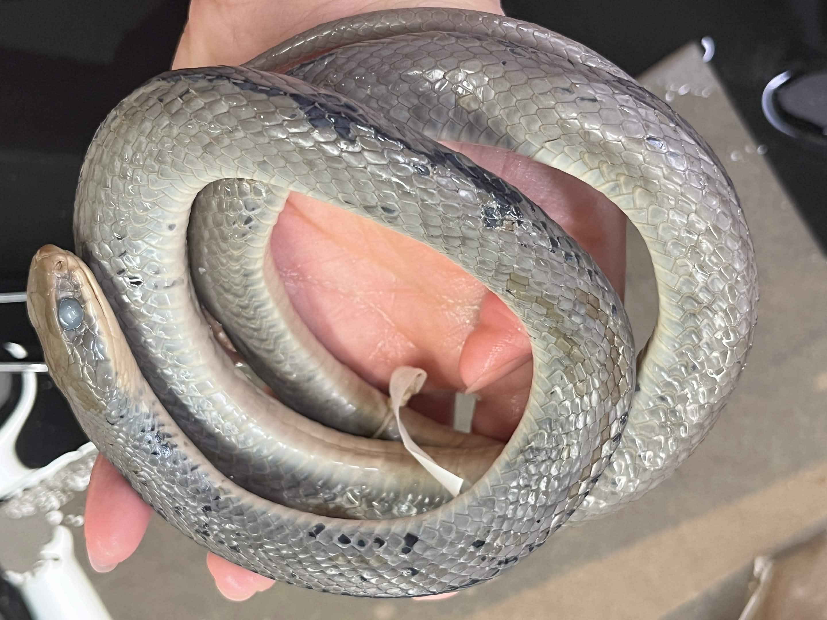 <p>Infraorder + Superfamily + Family + Scientific name?<br>- green and yellow belly<br>- Larger eyes</p>