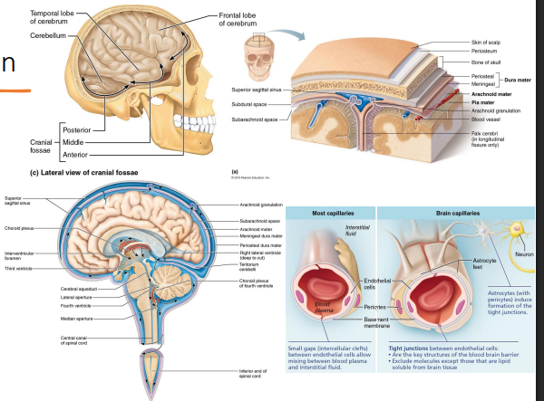 <ul><li><p>cranium → body helmet composed of 8 cranial bones</p></li><li><p>Meninges → three CT membranes surrounding the brain</p></li><li><p>CSF → fluid cushion in the subarachnoid space and ventricles</p></li><li><p>Blood-brain barrier → selective barrier that prevents harmful substances in blood from crossing into the brain</p></li></ul><p></p>