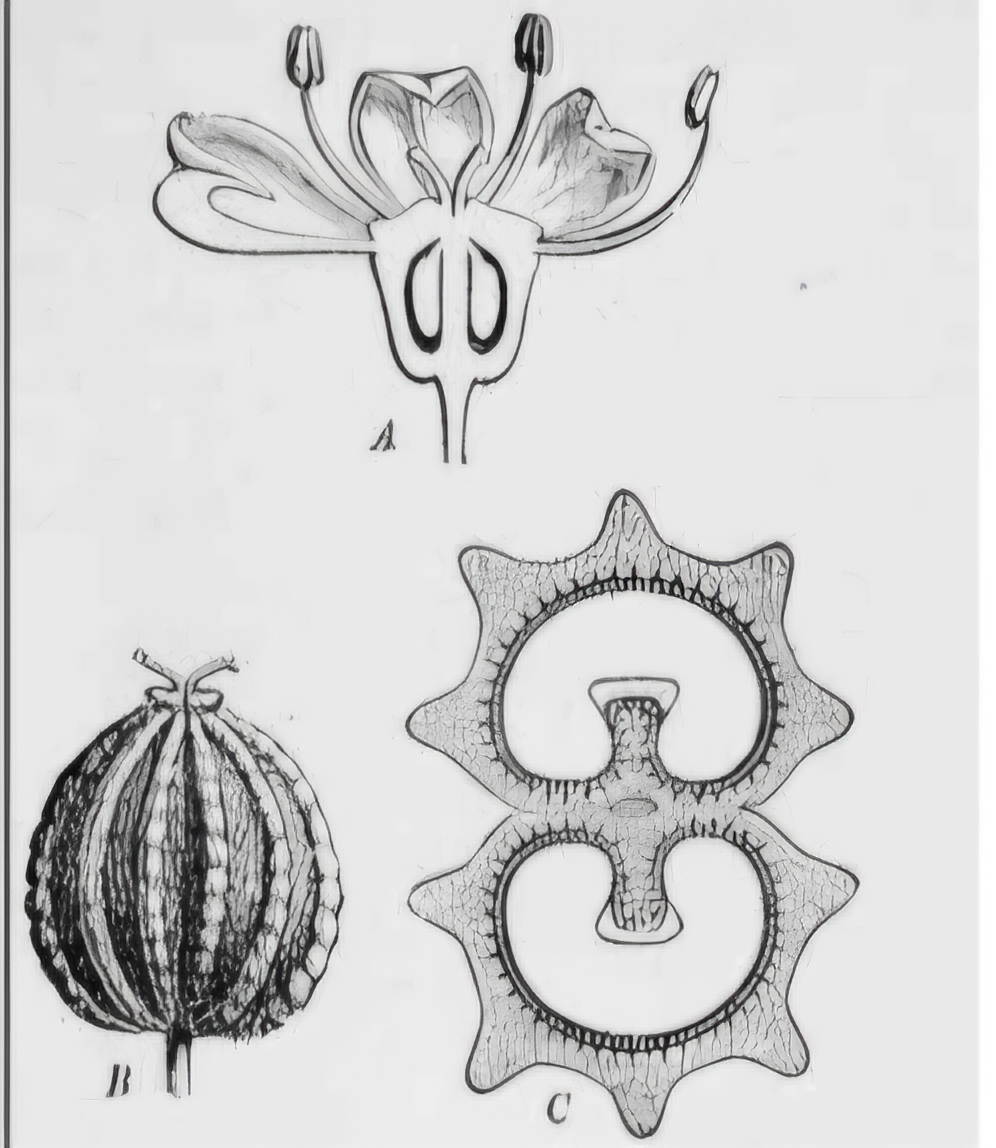 <p>What is this fruit?</p>